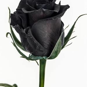 Meet your Posher, Honoria